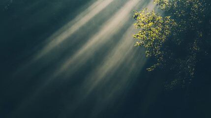 The sun is shining on a tree