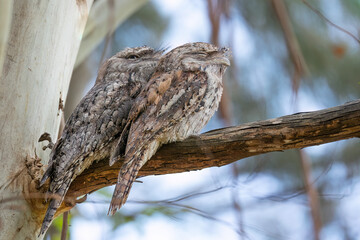 A pair of tawny frogmouth birds sit on a Eucalyptus branch, confident that their camouflage plumage makes them invisible, seen here in the botanic gardens on the Gold Coast in Queensland, Australia.