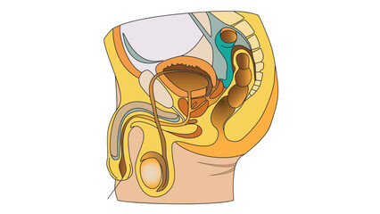 Detailed illustration of the human urinary and reproductive systems combined, showing key internal organs and structures in both systems for educational and anatomical reference
