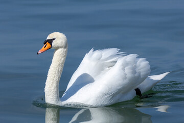 Obraz premium mute swan white water bird lake garda