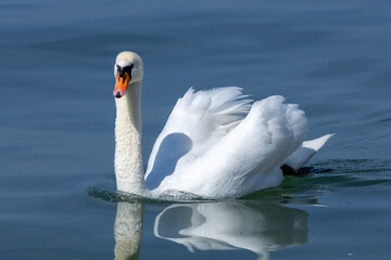 Naklejka premium mute swan white water bird lake garda