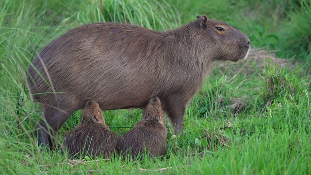 Female capybara stands still in green grass as two young capybaras nurse in Ibera National Park, Corrientes, Argentina. Static view