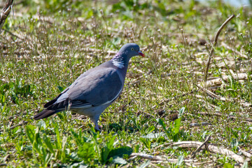 wood pigeon migratory bird large pigeon woods and gardens