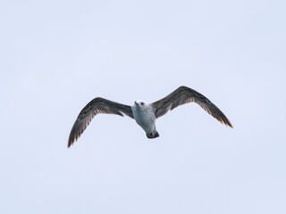 a beautiful seagull flying in the sky