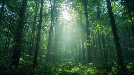 Naklejka premium Serene forest scene with sunlight filtering through lush green trees.