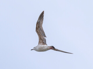 a beautiful seagull flying in the sky