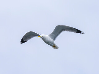 a beautiful seagull flying in the sky