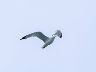 a beautiful seagull flying in the sky