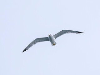 a beautiful seagull flying in the sky