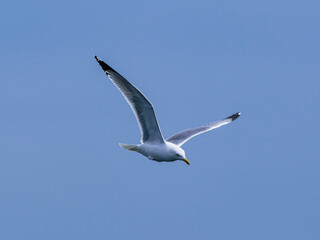 seagull flying beautiful blue sky