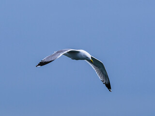 seagull flying beautiful blue sky