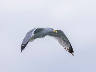 a beautiful seagull flying in the sky