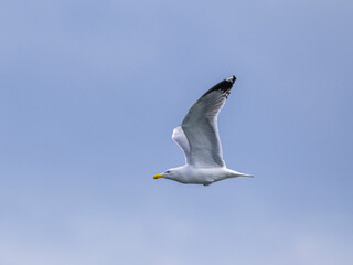 a beautiful seagull flying in the sky
