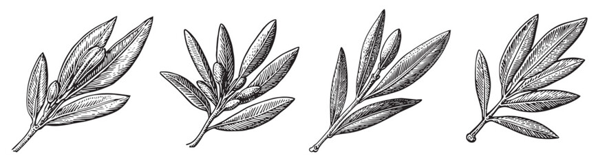 Obraz premium Vintage Botanical Illustration of Various Leaf Types and Structures, vintage retro hipster logo design, vector illustration, engraving design