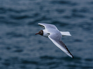 seagull flying over the sea