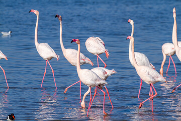 pink flamingo comacchio valleys nature reserve