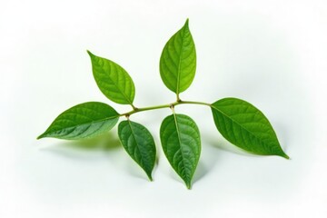 Fototapeta premium Single branch with leaves isolated on white surface, botanical, forestlife, naturephotography