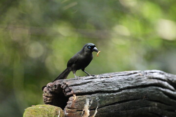 The crow lives naturally in Thailand.