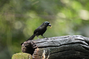 The crow lives naturally in Thailand.