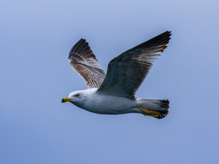 seagull flying beautiful blue sky