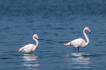 pink flamingo comacchio valleys nature reserve