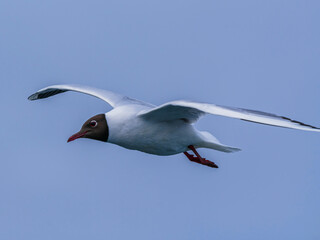 seagull flying beautiful blue sky