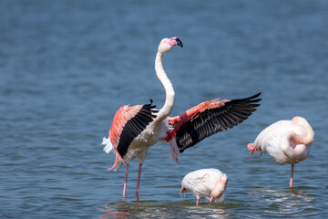 pink flamingo comacchio valleys nature reserve