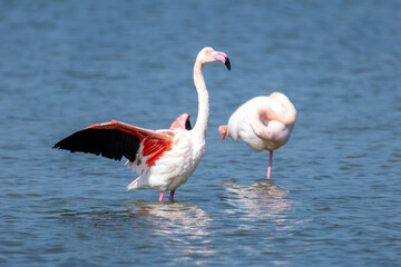 pink flamingo comacchio valleys nature reserve