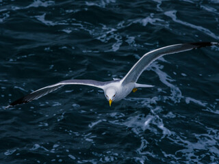 seagull flying over the sea