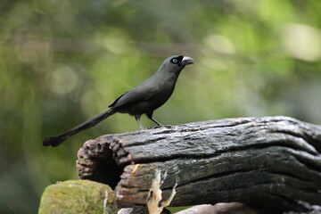The crow lives naturally in Thailand.