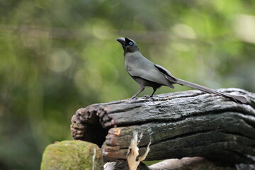 The crow lives naturally in Thailand.