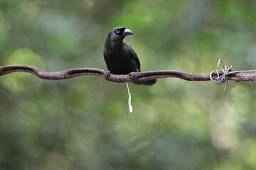 The crow lives naturally in Thailand.