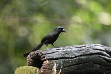 The crow lives naturally in Thailand.