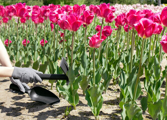 The gardener is taking care of tulips. Close-up of gardener's hands and garden tools near pink...