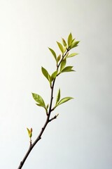 Obraz premium Isolated branch against a stark white backdrop with subtle lighting effects, branch, minimalistic