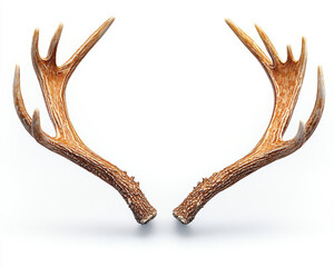 Obraz premium Isolated Antlers on White Background, Detailed Textures, Nature Theme