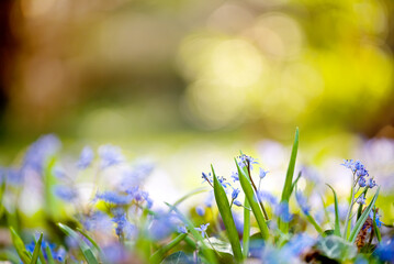 Fototapeta premium Wild spring flowers in the grass