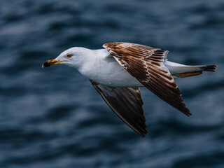 seagull flying over the sea
