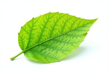 Fototapeta premium Single isolated leaf on white background with veins, greenery, nature, foliage