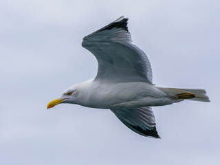 a beautiful seagull flying in the sky