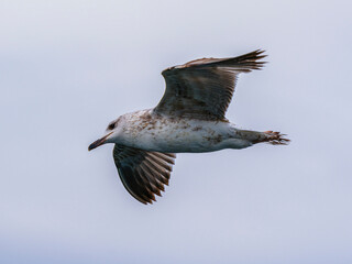 a beautiful seagull flying in the sky