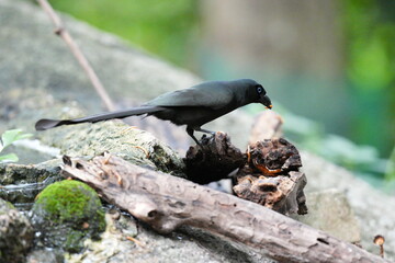 The crow lives naturally in Thailand.