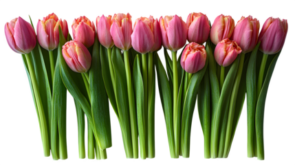 Set of tulip stems cut for floral workshop, laid out neatly, isolated on white background