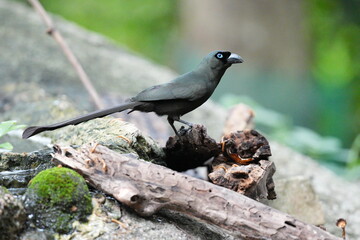 The crow lives naturally in Thailand.