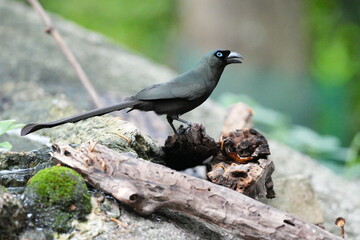 The crow lives naturally in Thailand.