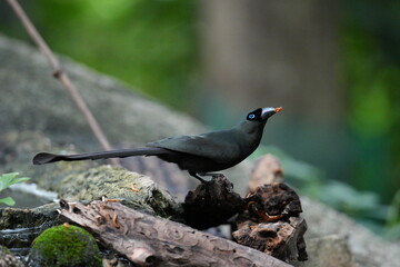 The crow lives naturally in Thailand.