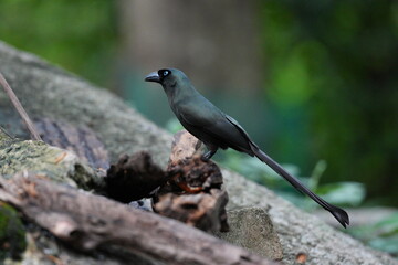 The crow lives naturally in Thailand.