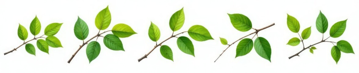 Naklejka premium Varying branches with leaves isolated on white background, single, foliage