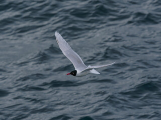 seagull flying over the sea