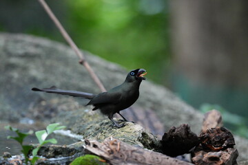 Fototapeta premium The crow lives naturally in Thailand.